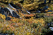Valle di Rhemes, colori autunnali del sottobosco.